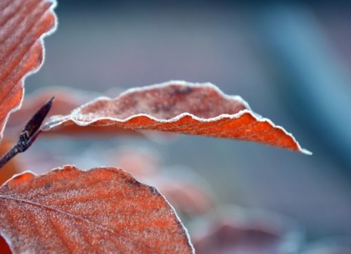 Herbstlaub mit Rauhreif