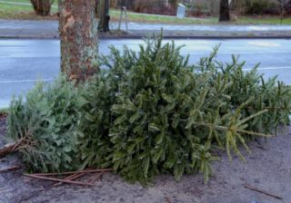 Weihnachtsbaum-Entsorgung
