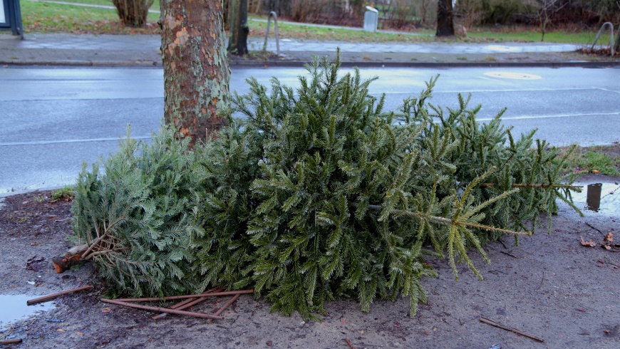 Weihnachtsbaum-Entsorgung