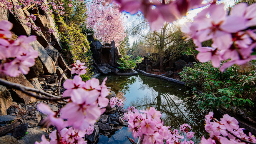 Japanischer Fels- und Wassergarten