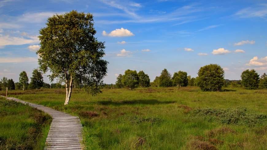 Hochmoor „Hohes Venn“