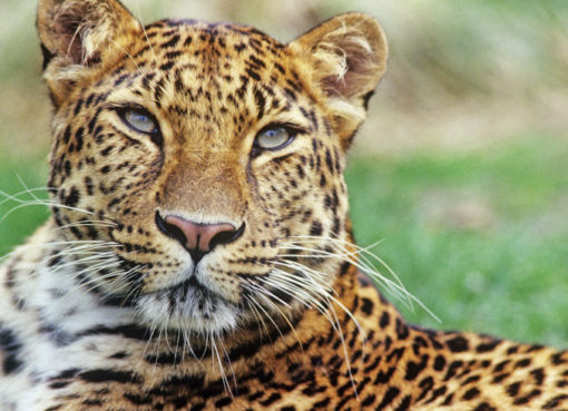 Der Amurleopard (Panthera pardus orientalis)lebte ehemals im Nordosten Chinas, dem nördlichen Korea und im Südwesten Russlands. Er ist heute vom Aussterben bedroht.