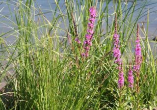 Ufervegetation