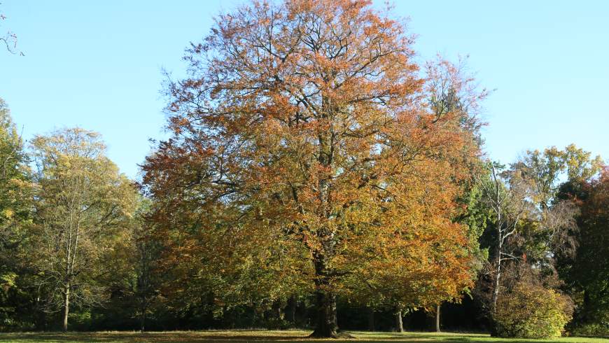 Rotbuche (Fagus sylvatica)