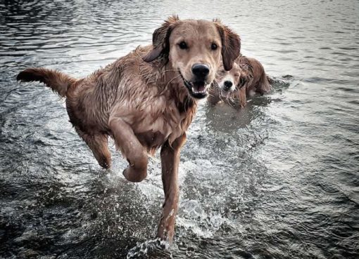 Berliner Hunderegister