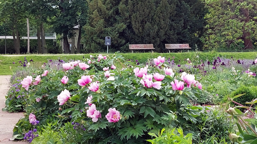 Pfingstrosem im Rosen und Staudengarten im Treptower Park — Foto: Amina Mendez
