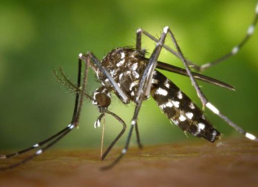 Asiatische Tigermücke (Aedes albopictus)