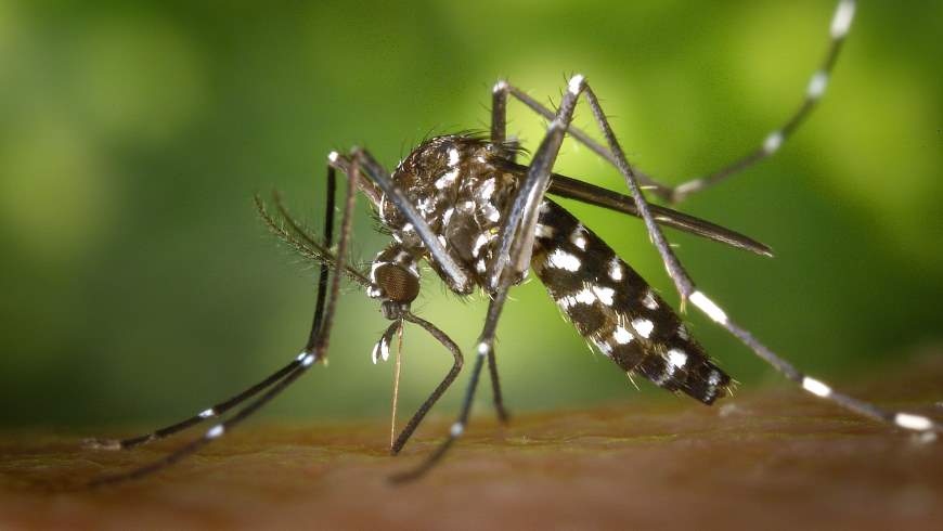 Asiatische Tigermücke (Aedes albopictus)