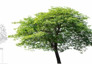 Baumkronenvolumen: Jungbaum/Altbaum