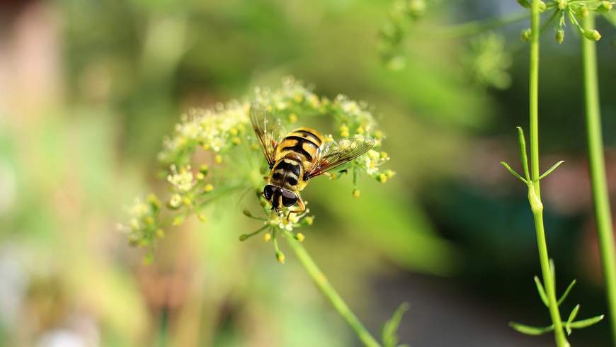 Petersilie (Petroselinum crispum) - Blütenstand