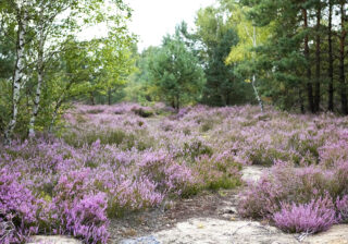 Lieberoser Heide mit blühender Erika