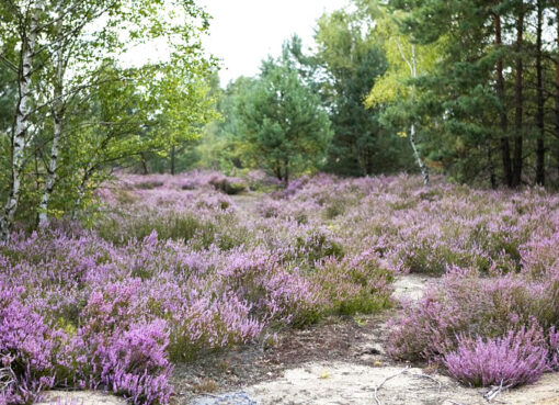 Lieberoser Heide mit blühender Erika