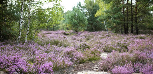 Lieberoser Heide mit blühender Erika