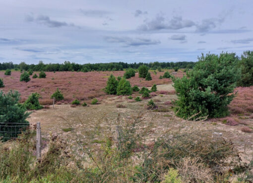 Besenheide (Calluna vulgaris) - spätsommerlicher Heideteppich vor den Toren Berlins