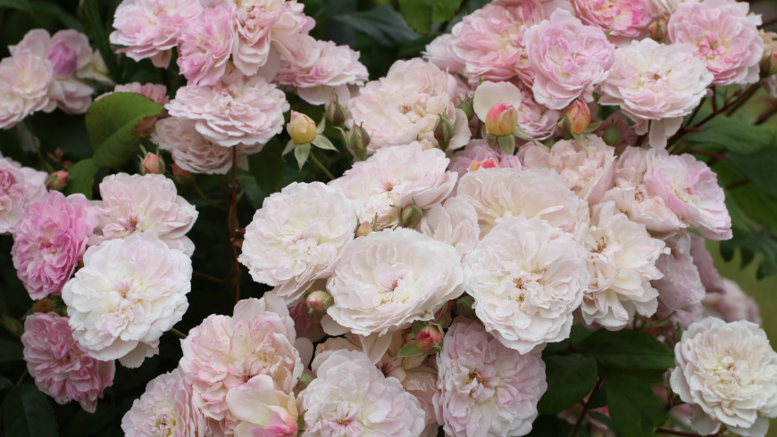 Kletterrose Romantic Siluetta® aus dem Hause Kordes
