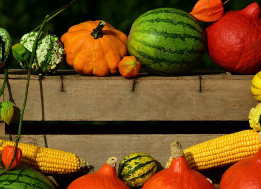 Der Herbst bringt die bunte Kürbisvielfalt auf den Tisch.