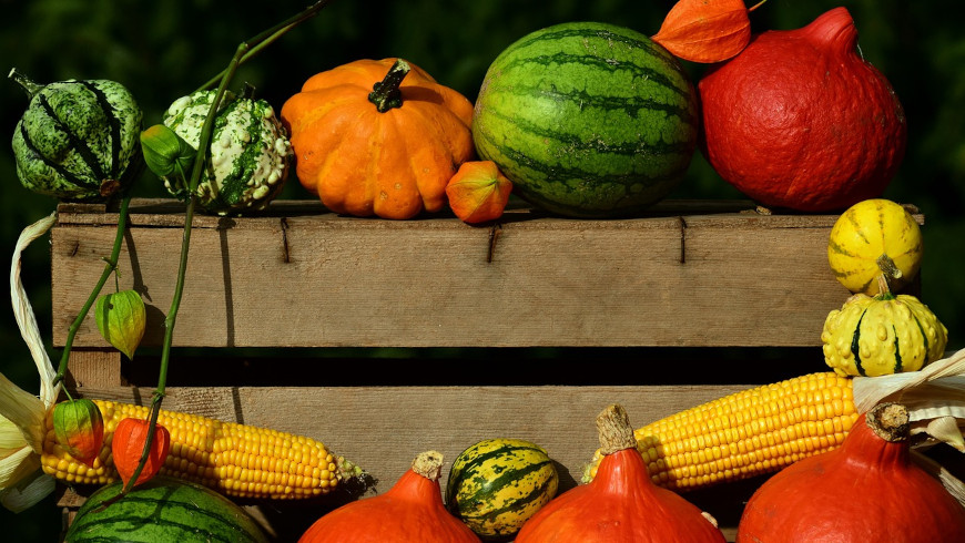 Der Herbst bringt die bunte Kürbisvielfalt auf den Tisch.