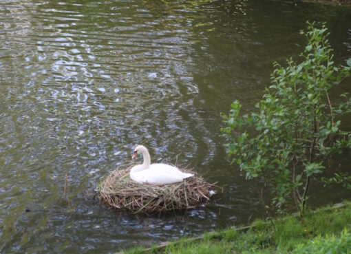 Brütendes Schwanenweibchen