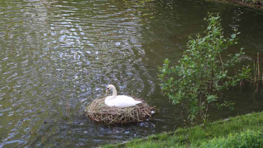 Brütendes Schwanenweibchen