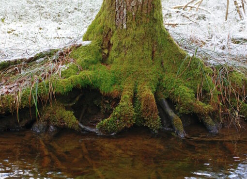 Baumwurzeln & Stauwasser