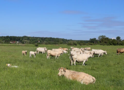 Weidehaltung für mehr Tierwohl