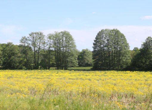 Stillgelegter Acker mit Jakobskreuzkraut