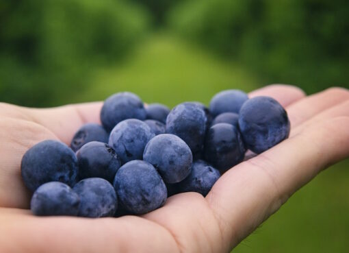 Blaubeeren