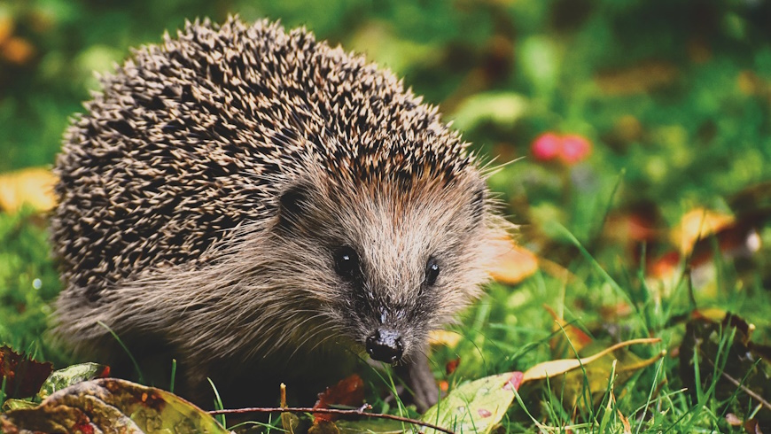 Braunbrustigel (Erinaceus europaeus)