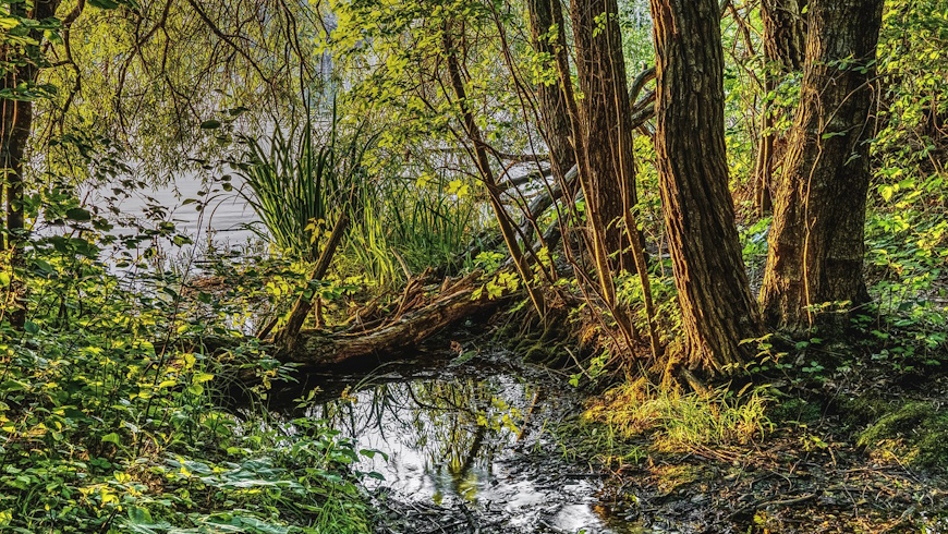 Moorgebiet
