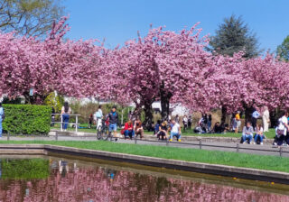 Berlin im Kirschblütenrausch Frühling 2025
