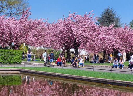 Berlin im Kirschblütenrausch Frühling 2025