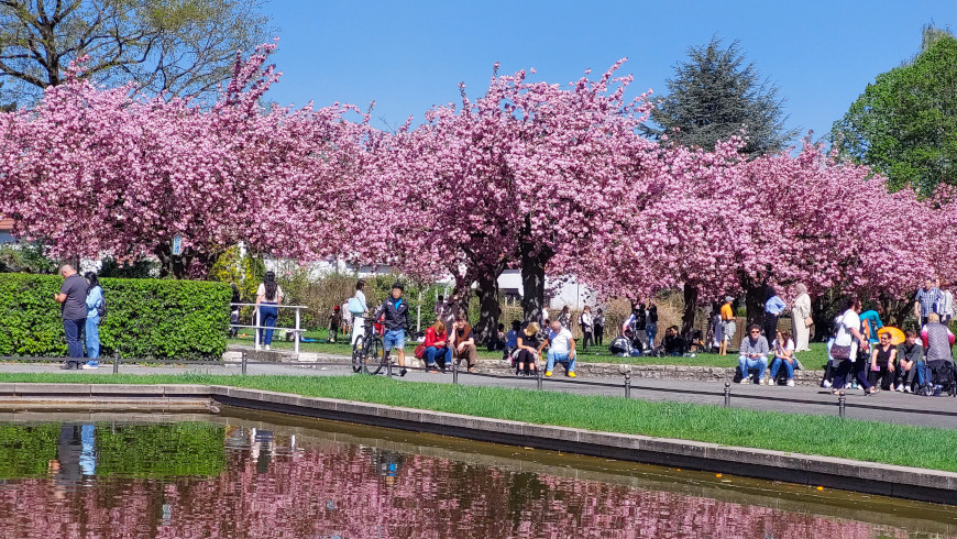 Berlin im Kirschblütenrausch Frühling 2025