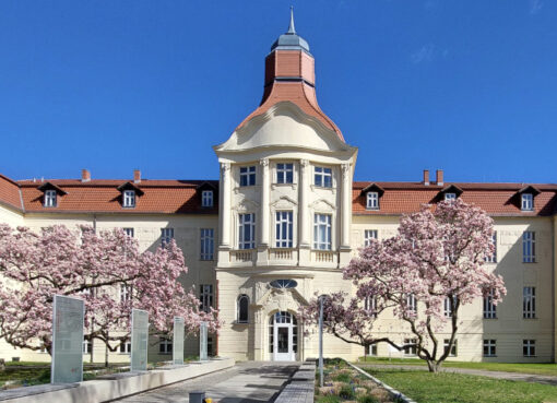Magnolien in Lichterfelde an der Carstennstraße