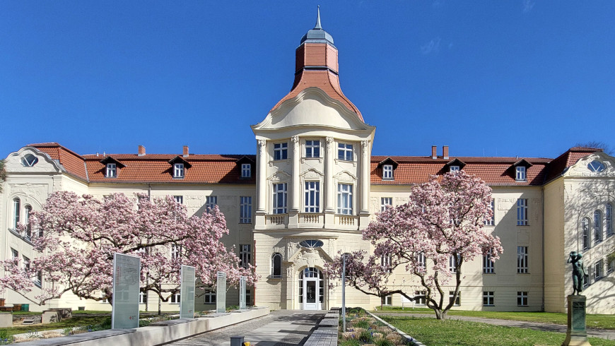 Magnolien in Lichterfelde an der Carstennstraße