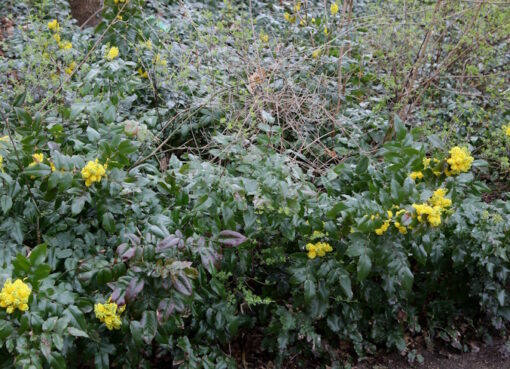 Mahonia (Mahonia aquifolium)