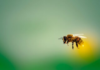 Honigbiene im Flug