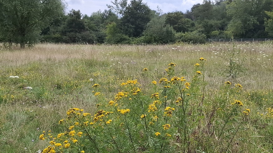 Rainfarn (Tanacetum vulgare)