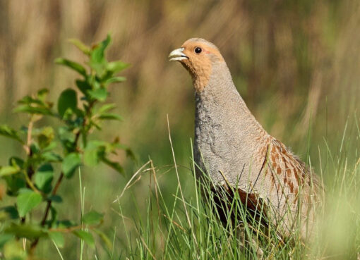 Rebhuhn ist Vogel 2026