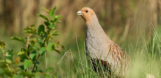 Rebhuhn ist Vogel 2026