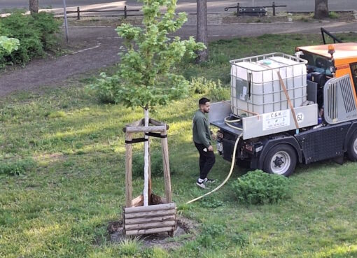 Jungbaum wird bewässert