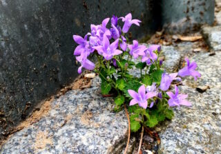 Mauerblümchen-Fotowettbewerb