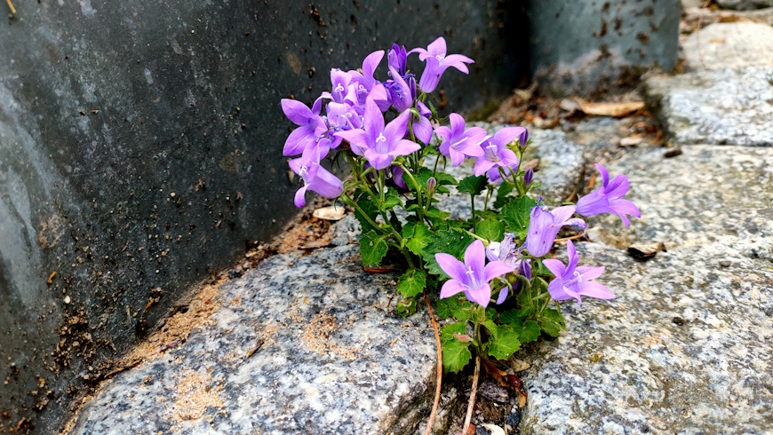 Mauerblümchen-Fotowettbewerb