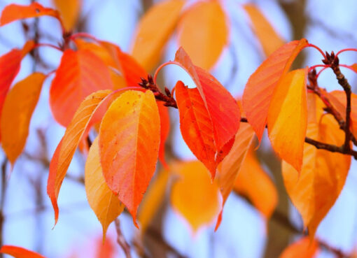 Herbstlaub - Foto: © Manfred Richter, Pixabay