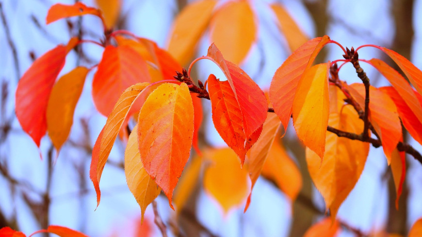 Herbstlaub - Foto: © Manfred Richter, Pixabay